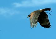 falco di harris in volo